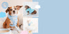 Sanrio Online Exclusive Cinnamoroll x Sassy Woof - Collage of dogs wearing blue harnesses and coats on a light blue background.