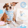 Sanrio Online Exclusive Cinnamoroll x Sassy Woof - Collage of dogs wearing blue harnesses and coats on a light blue background.